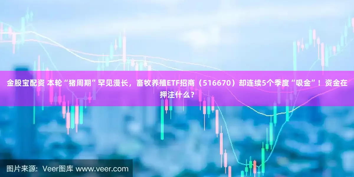 金股宝配资 本轮“猪周期”罕见漫长，畜牧养殖ETF招商（516670）却连续5个季度“吸金”！资金在押注什么？
